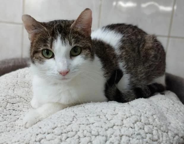 Lucy, European Shorthair (Fondation Brigitte Bardot)