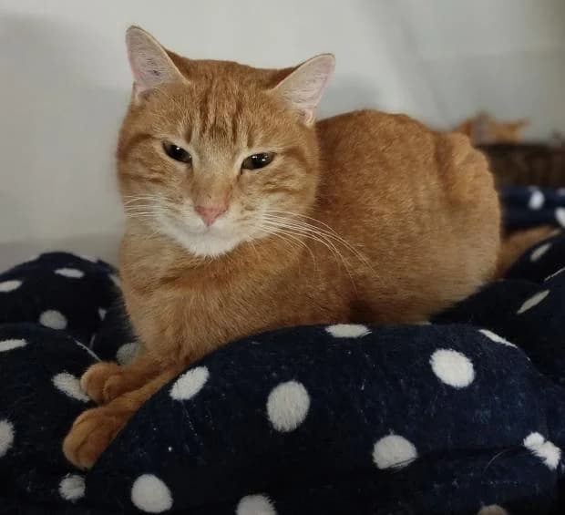 Rasputin, European Shorthair (Fondation Brigitte Bardot)