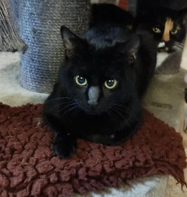 Bobia, Mixed Breed (Fondation Brigitte Bardot)