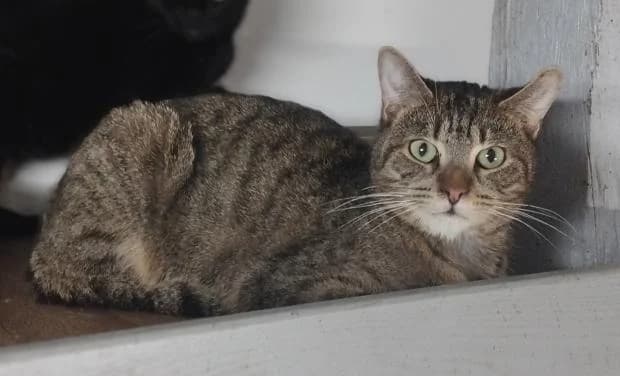 Atlantis, Mixed Breed (Fondation Brigitte Bardot)