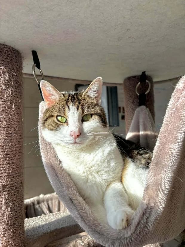 Yuri, male European Shorthair for adoption at Fondation Brigitte Bardot, Paris