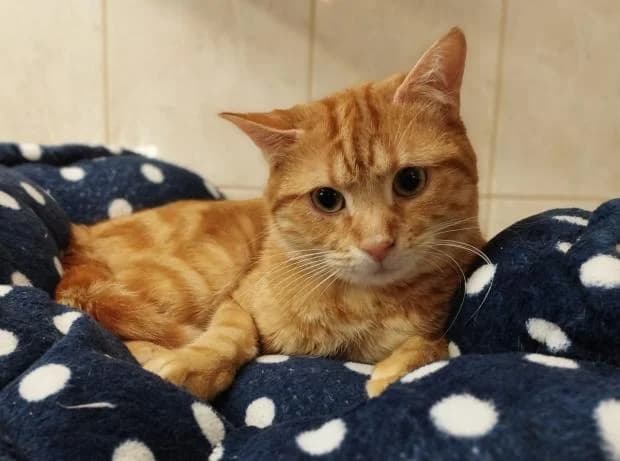Thor, European Shorthair (Fondation Brigitte Bardot)