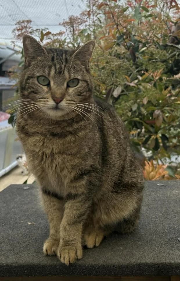 Isadora, Mixed Breed (Fondation Brigitte Bardot)
