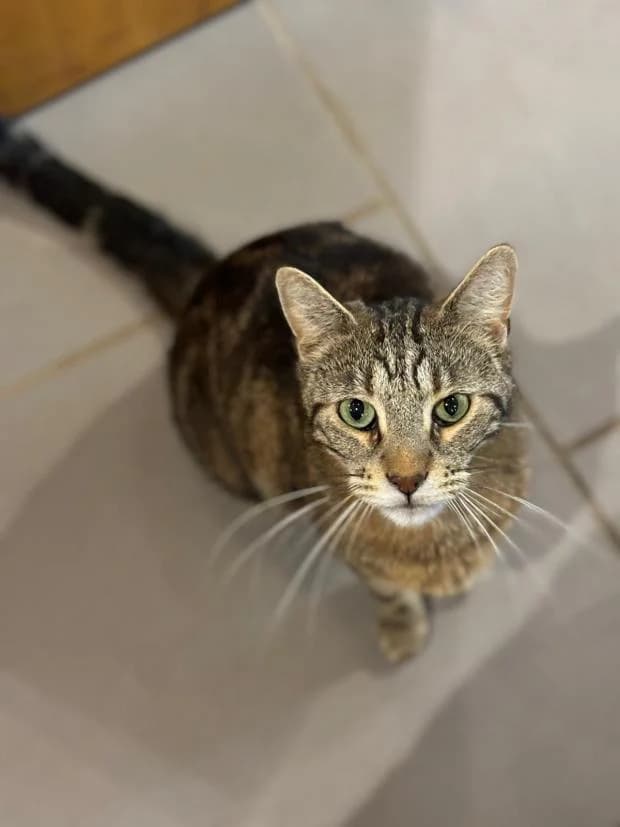 Prest, Mixed Breed (Fondation Brigitte Bardot)
