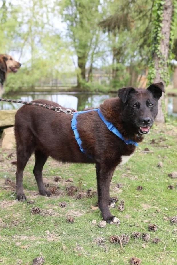 Rona, female Labrador Retriever for adoption at Fondation Brigitte Bardot, Paris