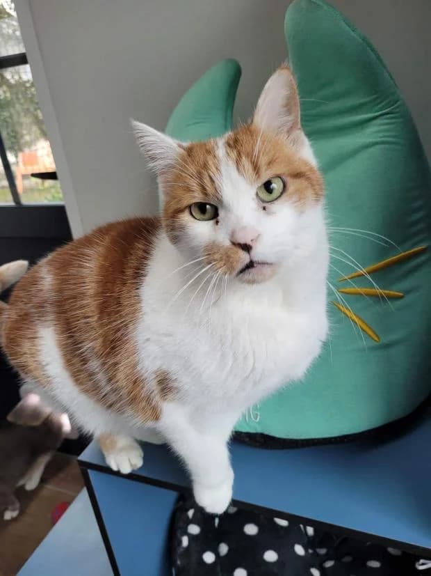 Joey, European Shorthair (Fondation Brigitte Bardot)