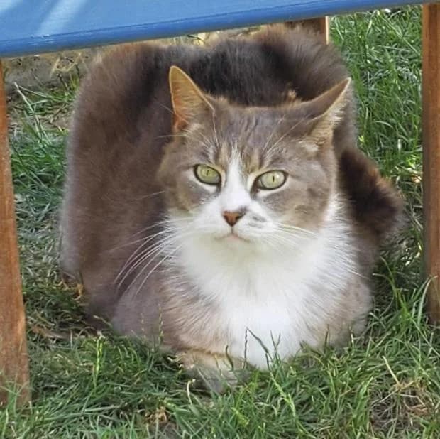 Waldo, Mixed Breed (Fondation Brigitte Bardot)