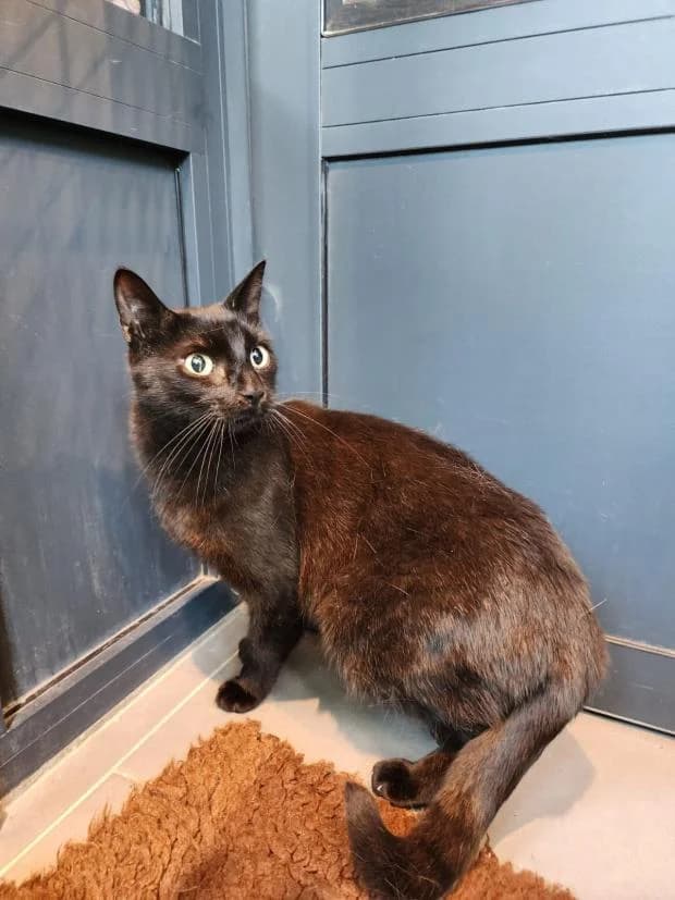 Neron, Mixed Breed (Fondation Brigitte Bardot)