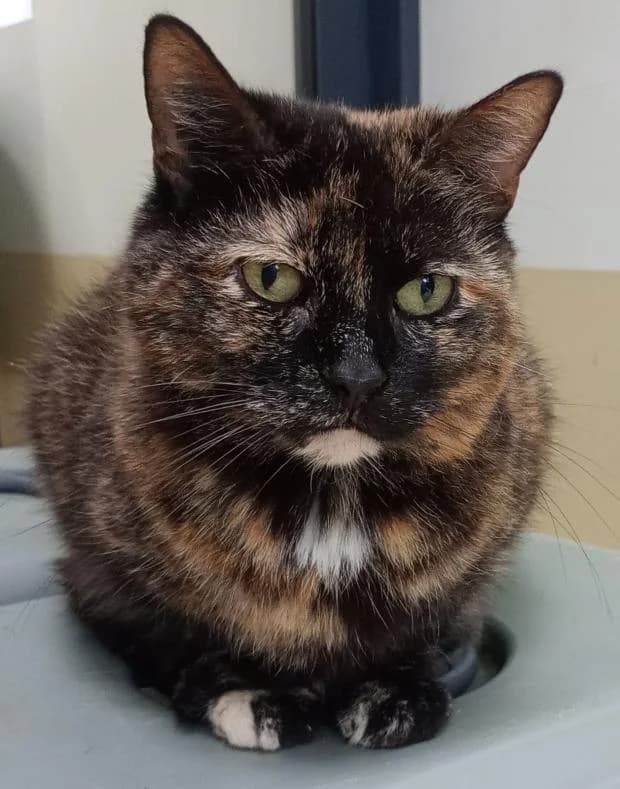 Plume, female European Shorthair for adoption at Fondation Brigitte Bardot, Paris
