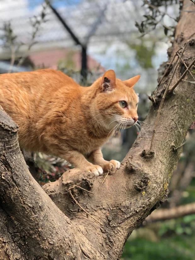 Gaya, European Shorthair (Fondation Brigitte Bardot)