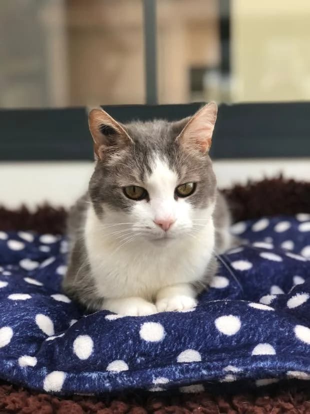 Loulou, European Shorthair (Fondation Brigitte Bardot)