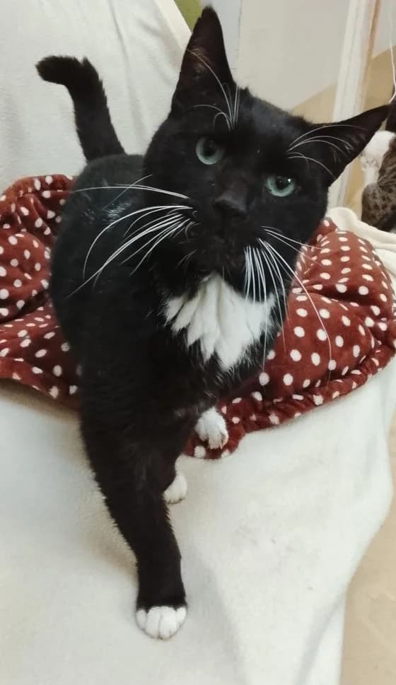 Nolann, male European Shorthair for adoption at Fondation Brigitte Bardot, Paris
