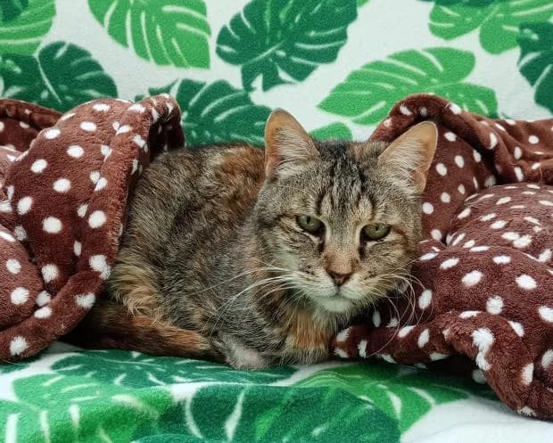 Dakota, European Shorthair (Fondation Brigitte Bardot)