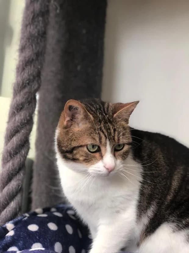 Sully, European Shorthair (Fondation Brigitte Bardot)