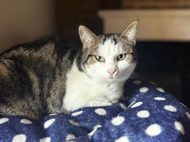 Ivy, female European Shorthair for adoption at Fondation Brigitte Bardot, Paris