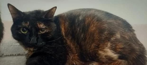 Gribouille, European Shorthair (Fondation Brigitte Bardot)