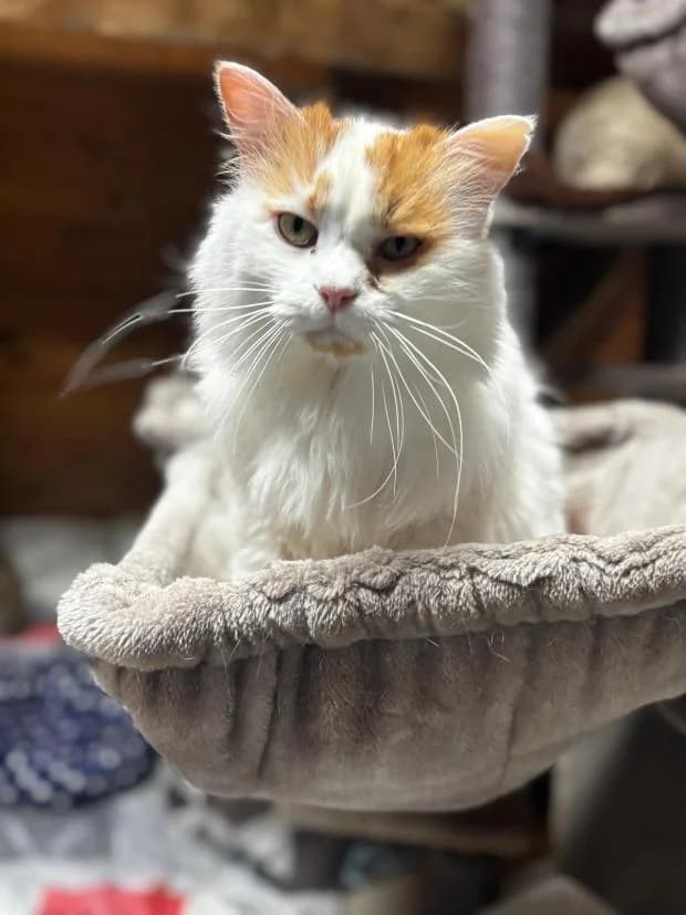 Alaska, European Shorthair (Fondation Brigitte Bardot)