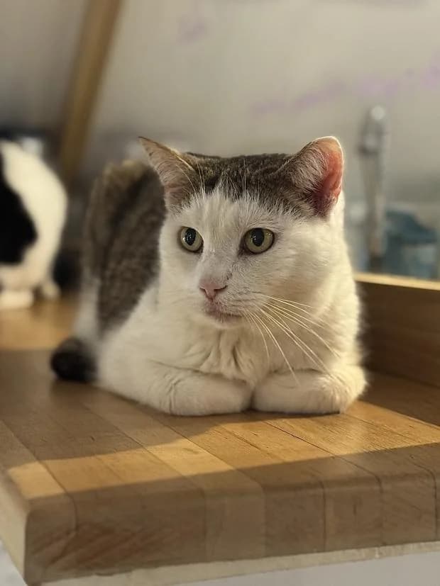 Sacha, male Mixed Breed for adoption at Fondation Brigitte Bardot, Paris