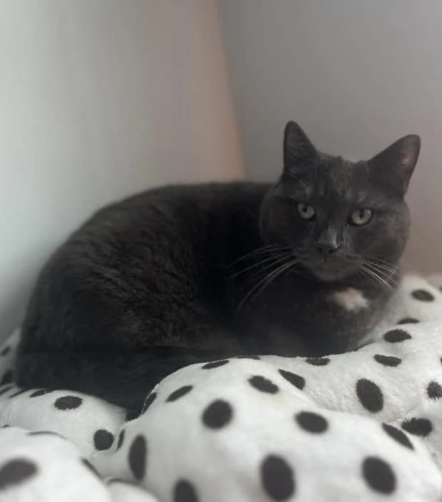 Chasu, female European Shorthair for adoption at Fondation Brigitte Bardot, Paris