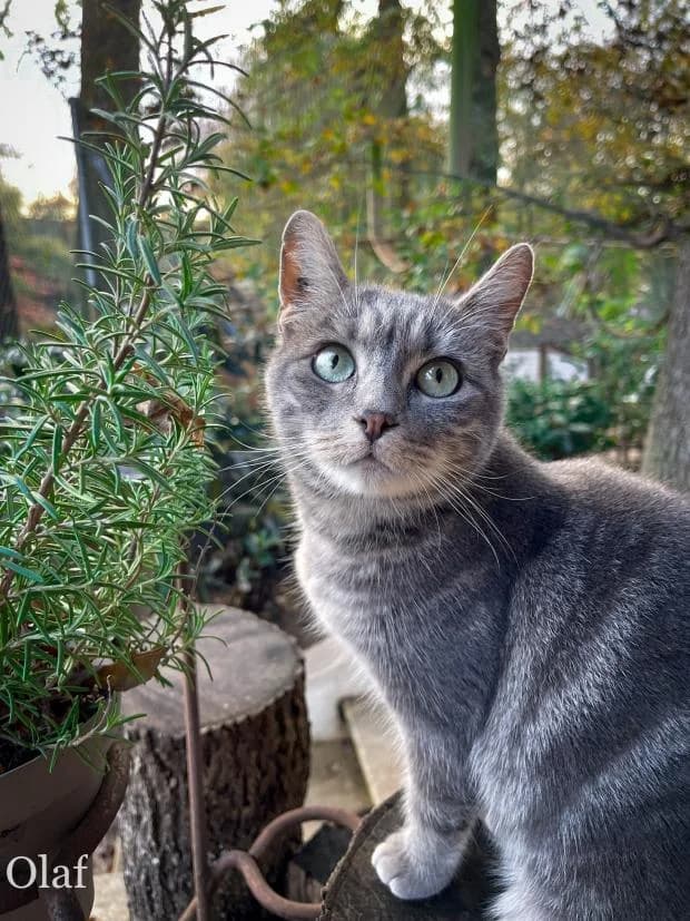 Olaf, European Shorthair (Fondation Brigitte Bardot)
