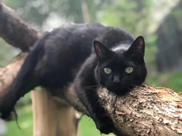 Reglisse, male European Shorthair for adoption at Fondation Brigitte Bardot, Paris