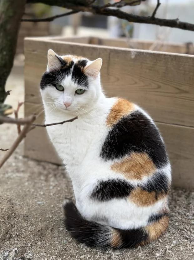 Nemesia, European Shorthair (Fondation Brigitte Bardot)