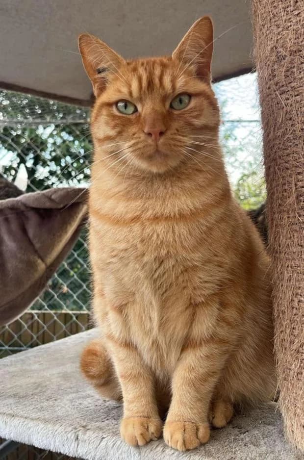 Curry, Mixed Breed (Fondation Brigitte Bardot)
