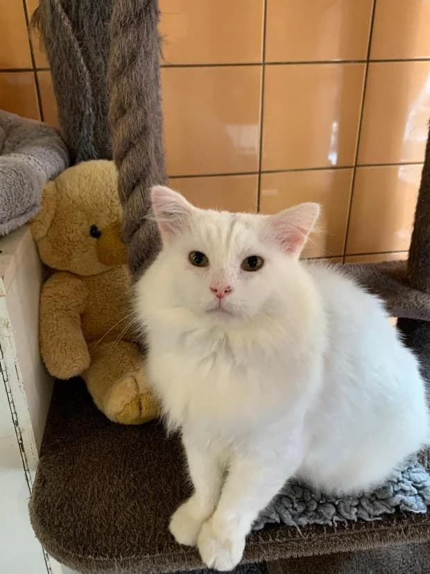 Punky, Mixed Breed (Fondation Brigitte Bardot)