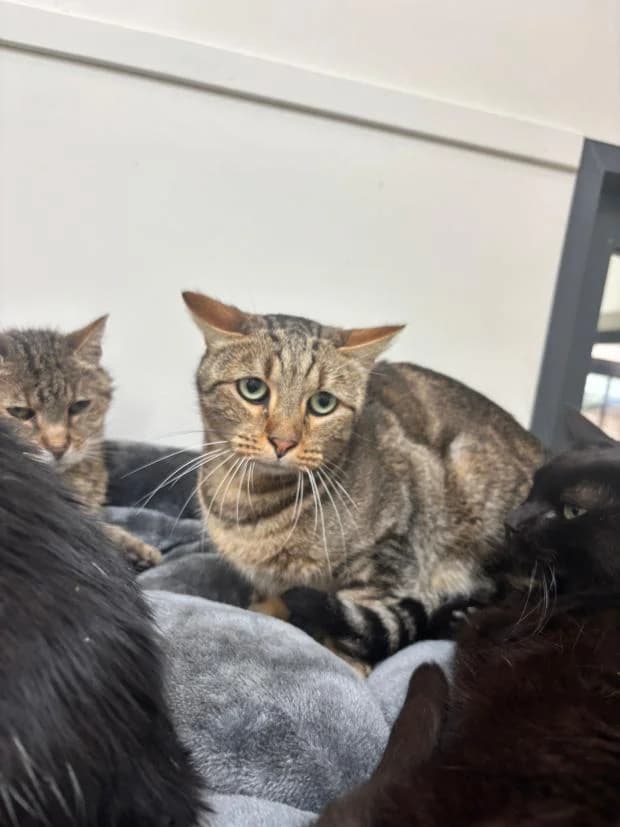 Bubble, male European Shorthair for adoption at Fondation Brigitte Bardot, Paris