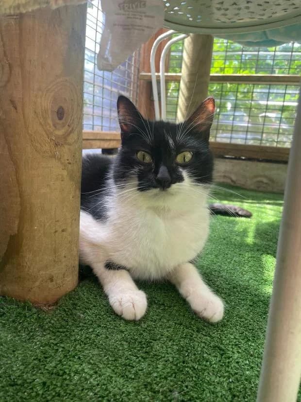 Douma, female Mixed Breed for adoption at Fondation Brigitte Bardot, Paris