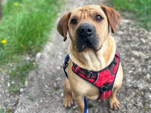 Noko, male Shar Pei for adoption at Fondation Brigitte Bardot, Paris