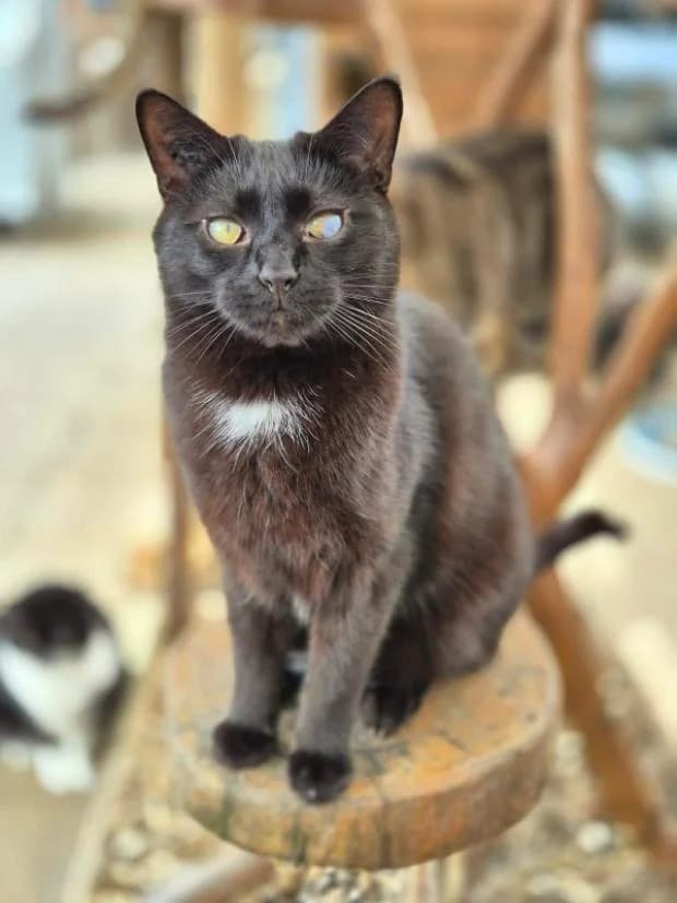 Bailey, European Shorthair (Fondation Brigitte Bardot)