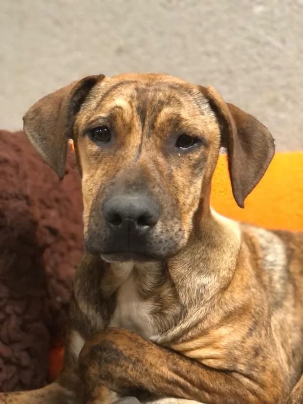 Uria, female Mixed Breed for adoption at Fondation Brigitte Bardot, Paris