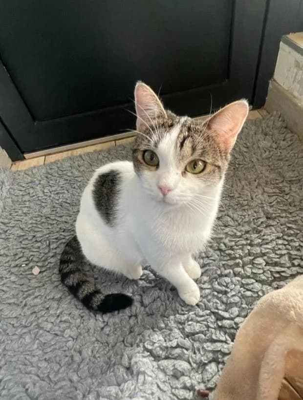 Lady, European Shorthair (Fondation Brigitte Bardot)