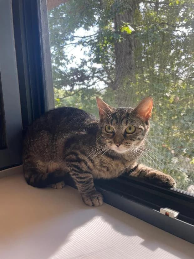 Tiger, female European Shorthair for adoption at Fondation Brigitte Bardot, Paris