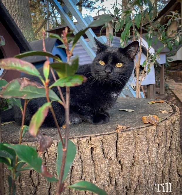 Till, male European Shorthair for adoption at Fondation Brigitte Bardot, Paris