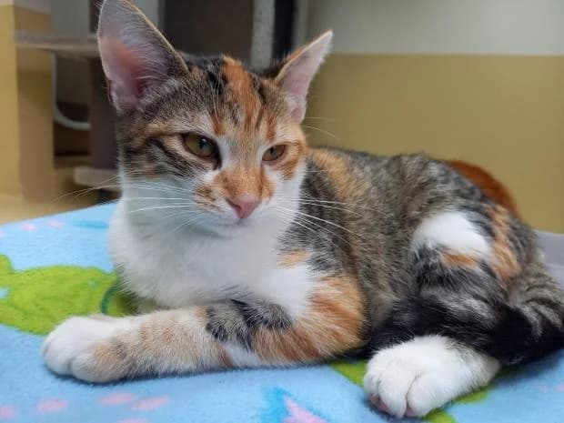 Uma, European Shorthair (Fondation Brigitte Bardot)