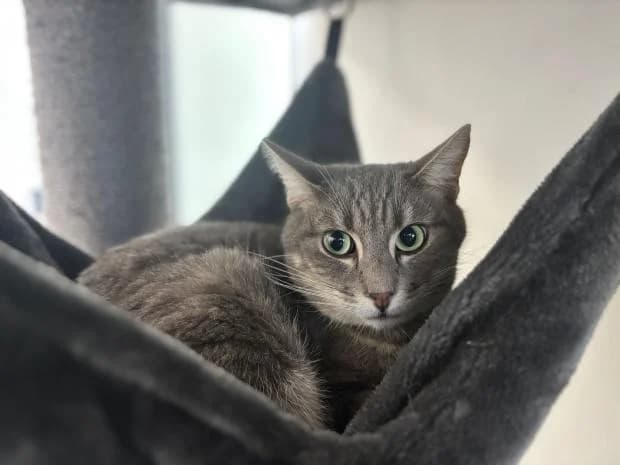 Utah, European Shorthair (Fondation Brigitte Bardot)