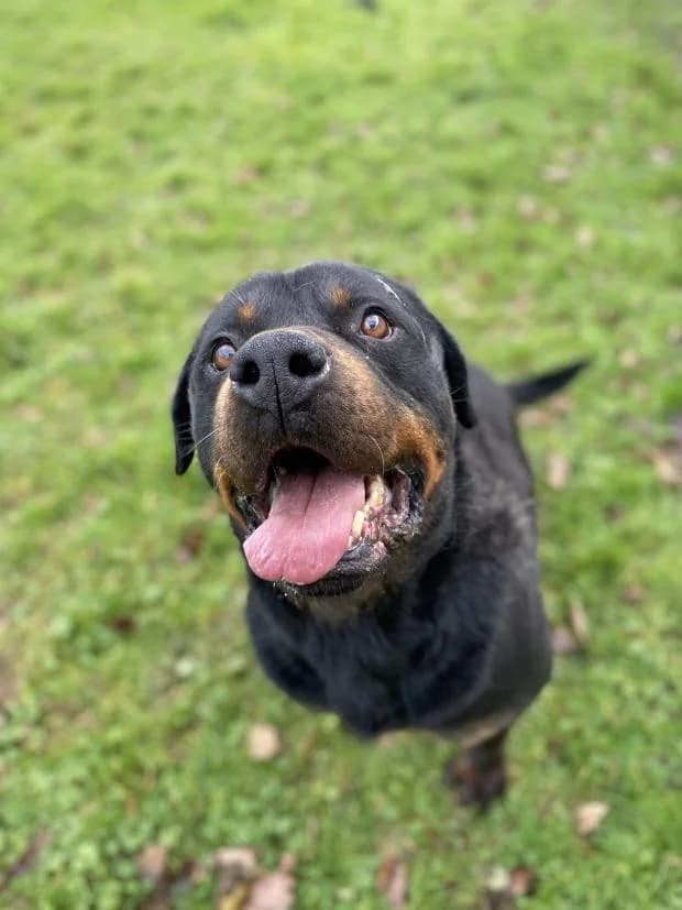 Obi, male Rottweiler for adoption at Fondation Brigitte Bardot, Paris