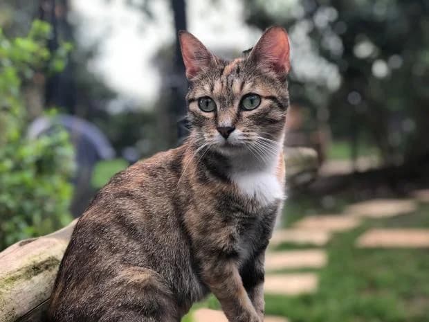 Cersei, female European Shorthair for adoption at Fondation Brigitte Bardot, Paris