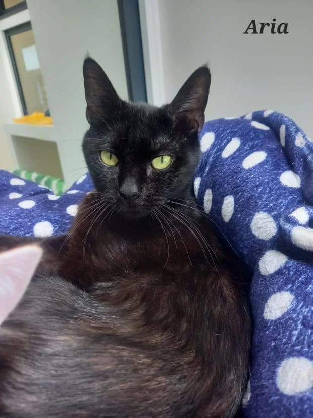 Aria, European Shorthair (Fondation Brigitte Bardot)