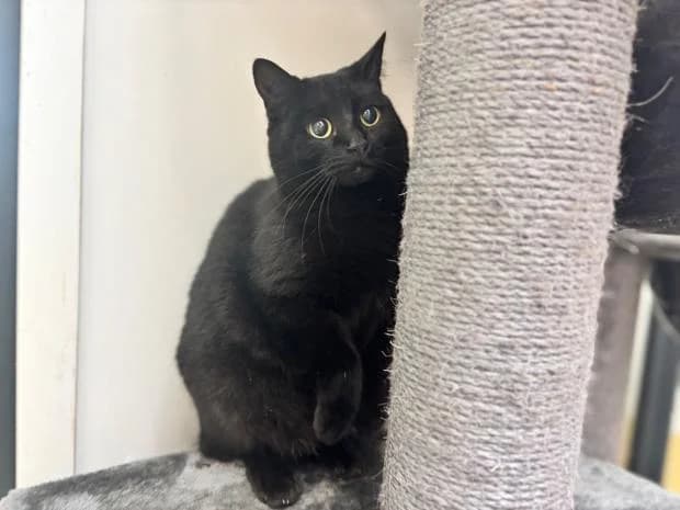 Mira, European Shorthair (Fondation Brigitte Bardot)