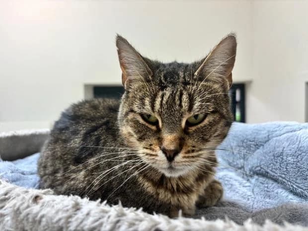 Catlyn, female European Shorthair for adoption at Fondation Brigitte Bardot, Paris