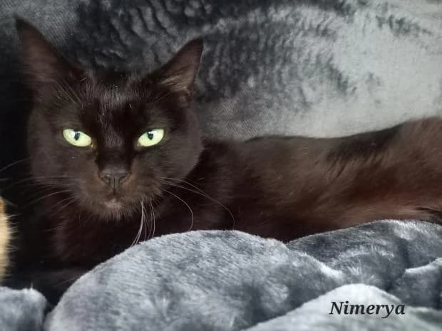 Nimerya, female European Shorthair for adoption at Fondation Brigitte Bardot, Paris