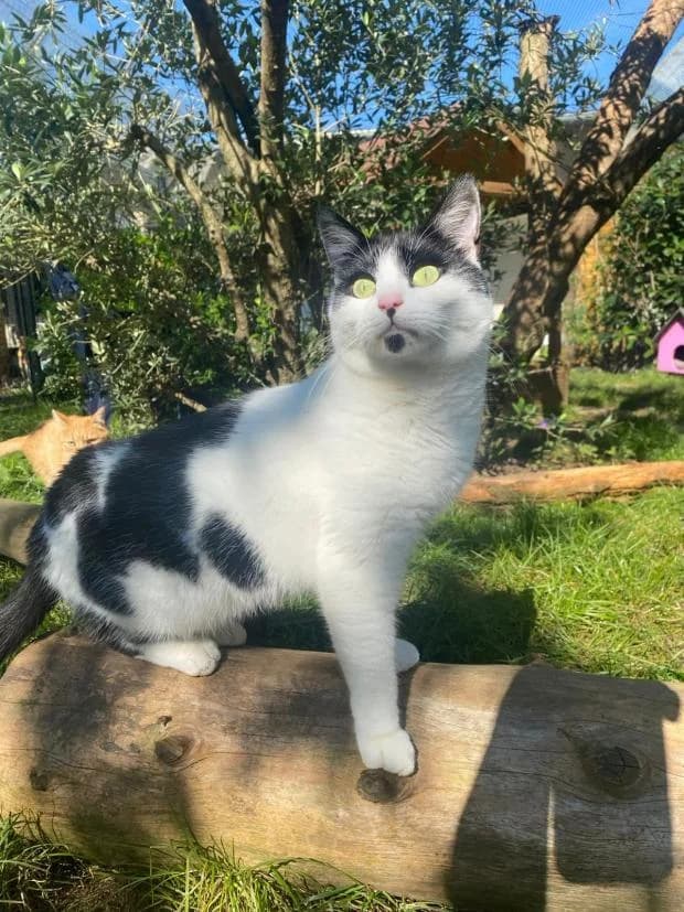 Ned, male European Shorthair for adoption at Fondation Brigitte Bardot, Paris