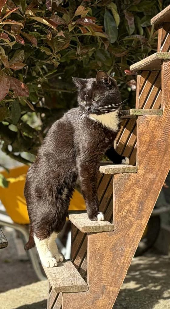 Jill, European Shorthair (Fondation Brigitte Bardot)