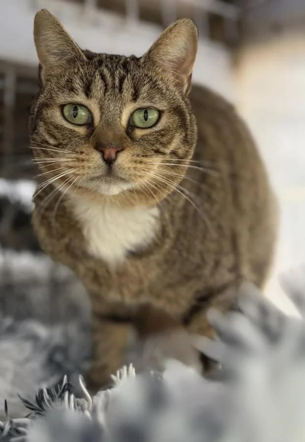 Jinx, European Shorthair (Fondation Brigitte Bardot)