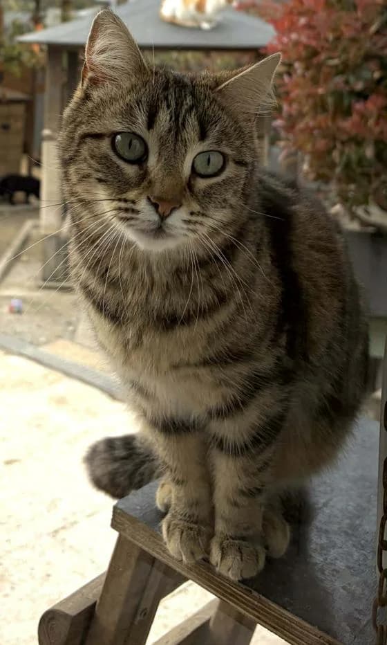Jiji, Mixed Breed (Fondation Brigitte Bardot)