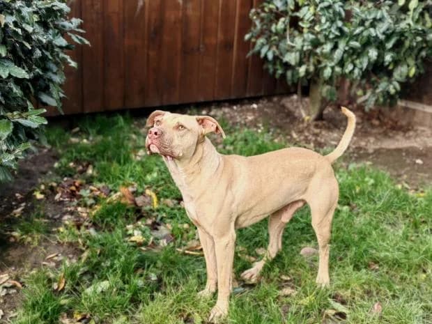 Hoby Alias Doby, Mixed Breed (Fondation Brigitte Bardot)