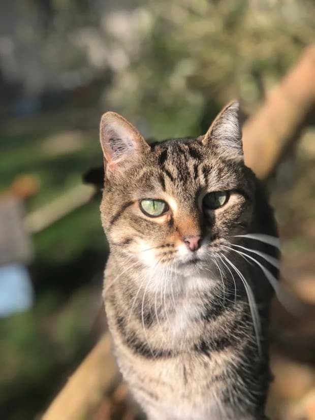 Lili, female Mixed Breed for adoption at Fondation Brigitte Bardot, Paris